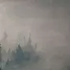 Туманное утро в лесу 